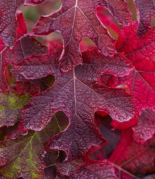 Hydrangea quercifolia 'Jetstream'